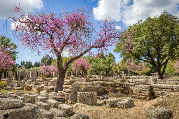  Arbres fleuris au milieu des ruines, Olympie, Péloponnèse, Grèce
