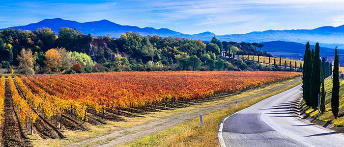 Vignes de Toscane